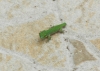 Mini Gecko